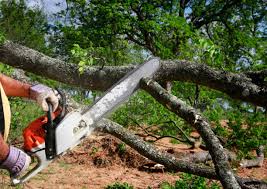 How Our Tree Care Process Works  in  Lynn, IN