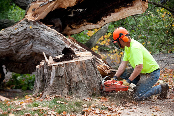 Trusted Lynn, IN Tree Removal Experts